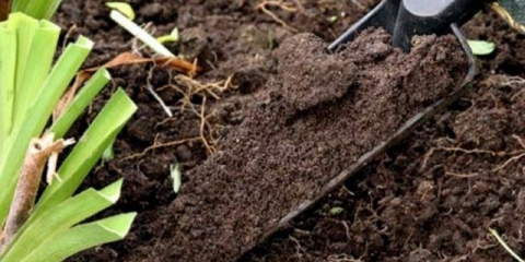 Da li je moguće presaditi tulipane u proljeće prije cvatnje